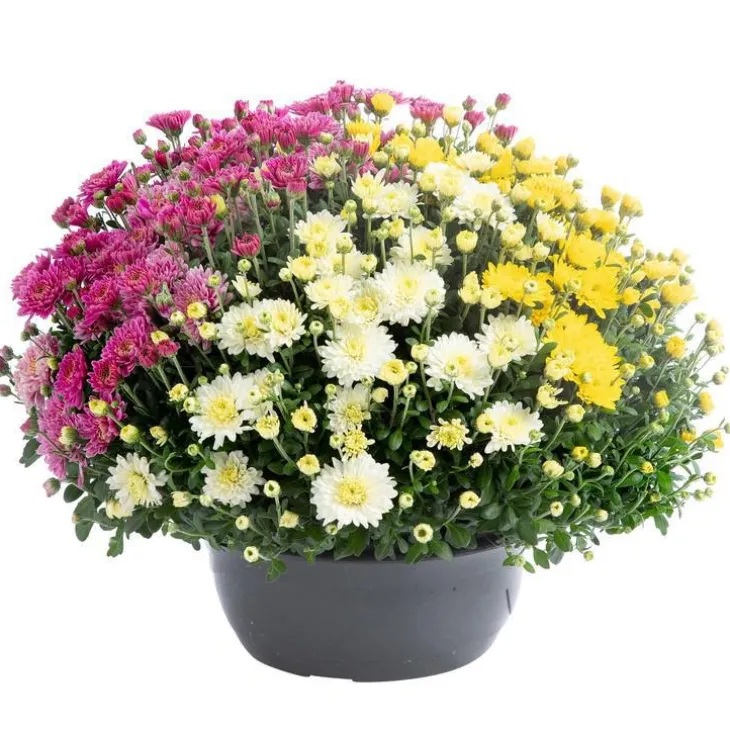 Marguerite d’automne ou chrysanthème Arlequin - La coupe de Ø 25 cm
