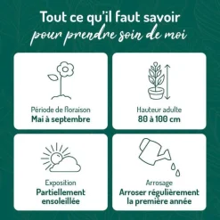 Marguerite de Printemps - Le pot de 9 x 9 cm