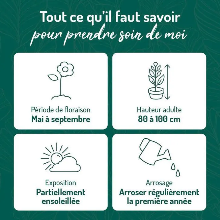 Marguerite de Printemps - Le pot de 9 x 9 cm