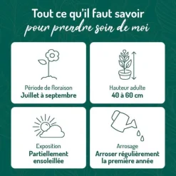 Marguerite d'été naine - Le pot de 9 x 9 cm