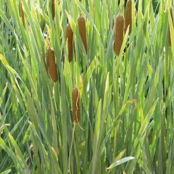 Massette godet 9x9x cm