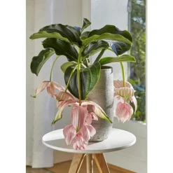 MEDINELLA MAGNIFICA + CP