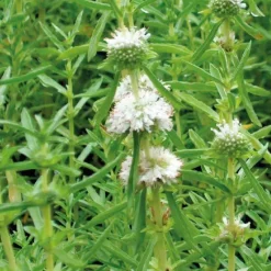 Menthe des cerfs blanche godet 9x9 cm