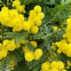 Mimosa de greffe (Acacia Dealbata) 80/100. Le pot de 3 litres