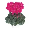 Mini cyclamen fuchsia vif - Le pot de diamètre 10,5 cm