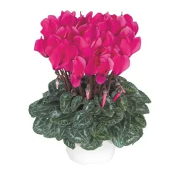 Mini cyclamen fuchsia vif - Le pot de diamètre 10,5 cm