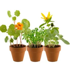 Mini-serre 6 pots enfants