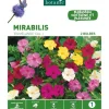 Mirabilis Jalapa Mélange botanic® - 2 bulbes