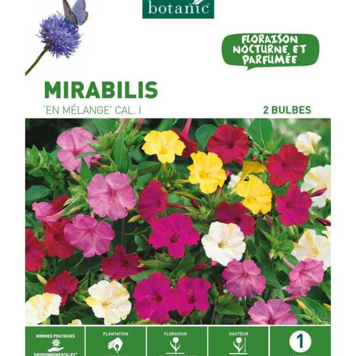 Mirabilis Jalapa Mélange botanic® - 2 bulbes