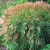 Miscanthus sinensis Yaku Jima vert botanic®. Le pot de 2 litres