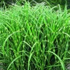 Miscanthus sinensis Zebrinus vert botanic®. Le pot de 4 litres