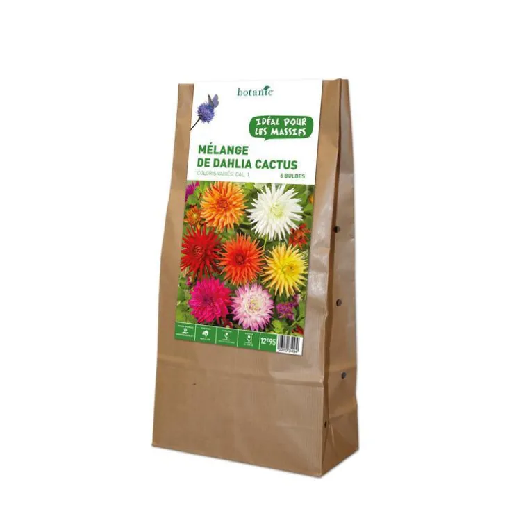Mélange dahlia Cactus botanic® - 5 bulbes