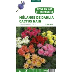 Mélange dahlia Cactus nain botanic® - 5 bulbes