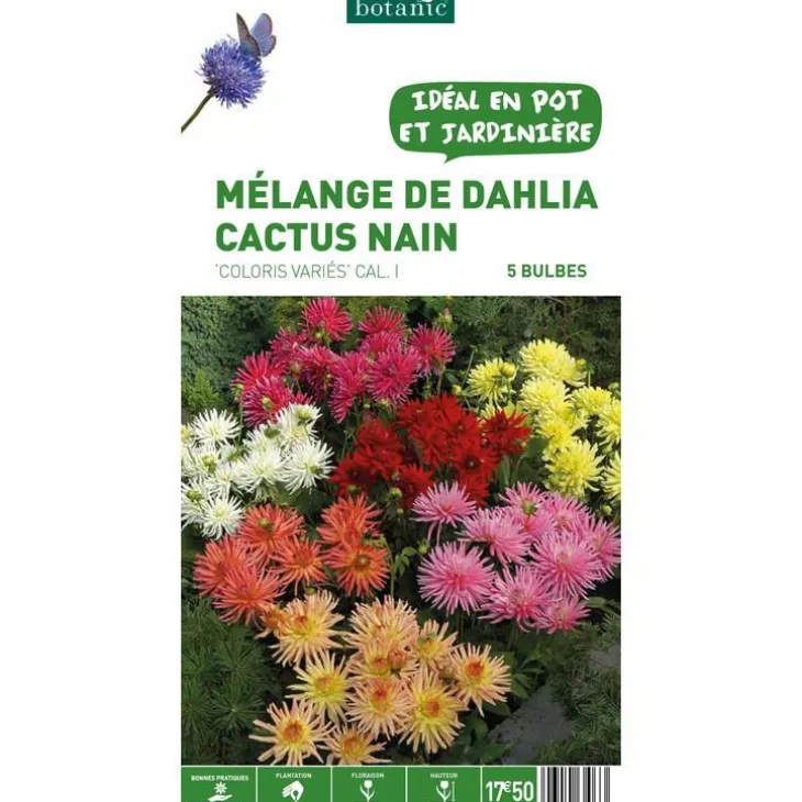 Mélange dahlia Cactus nain botanic® - 5 bulbes
