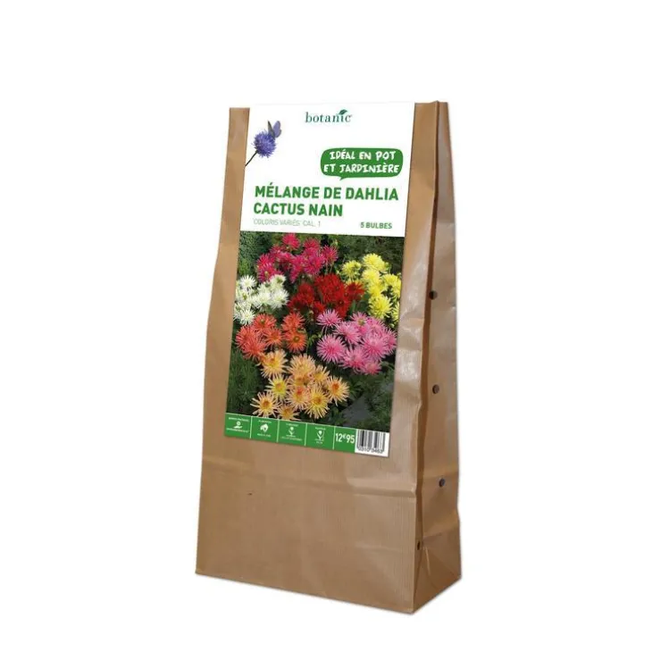 Mélange dahlia Cactus nain botanic® - 5 bulbes