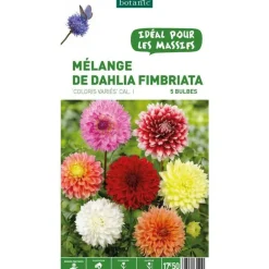 Mélange dahlia Fimbratia botanic® - 5 bulbes
