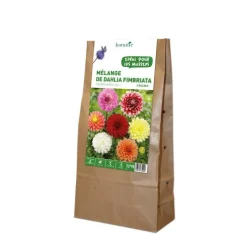 Mélange dahlia Fimbratia botanic® - 5 bulbes
