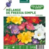 Mélange Freesia Simple botanic® - 32 bulbes