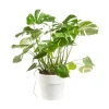 Monstera Deliciosa buisson pot Ø26xH80 cm