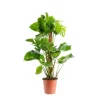 Monstera Deliciosa pot tuteur mousse Ø19xH90 cm