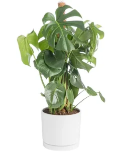 Monstera deliciosa vert sur tuteur mousse en pot blanc émaillé botanic®. Le pot Ø 24 cm