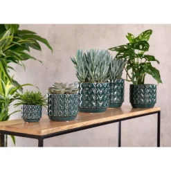 Monstera (Philodendron Monstera Obliqua) + cache-pot céramique, Ø12 cm