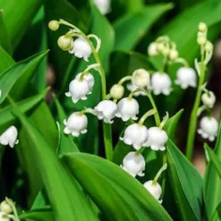 Muguet 3 griffes