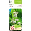 Muguet blanc x 20 griffes calibre 1