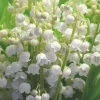 Muguet nantais - 10 brins