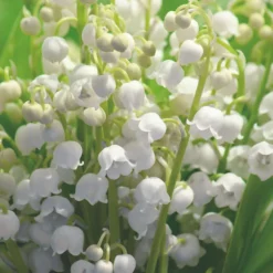 Muguet nantais - 10 brins