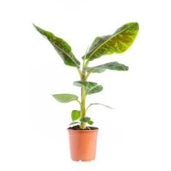 Musa Bananier pot Ø21xH120 cm