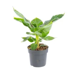 Musa Bananier pot Ø17xH55/75 cm