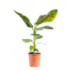 Musa Nana Bananier pot Ø21xH125 cm