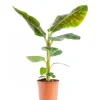 Musa’dwarf Cavendish Bananier Pot Ø35 cm H180 cm