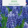 Muscari armeniacum botanic® - 15 bulbes