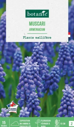 Muscari armeniacum botanic® - 15 bulbes