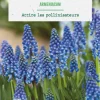 Muscari armeniacum botanic® - 12 bulbes