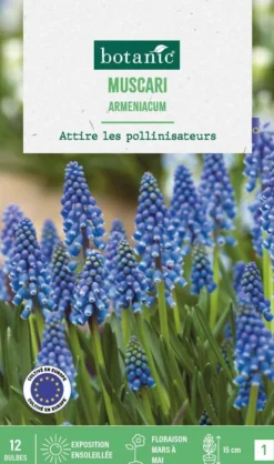 Muscari armeniacum botanic® - 12 bulbes