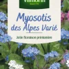 Myosotis des Alpes Varié Vilmorin - graines à semer