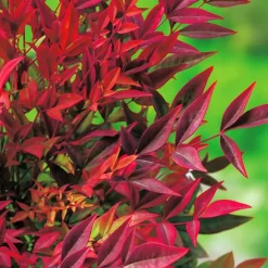 Nandina Domestica Gulf Stream (Bambou sacré) en pot de 5 L rouge