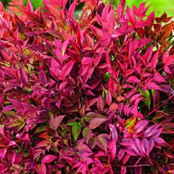 Nandina domestica Obsessed Seika botanic®. Le pot de 3 litres
