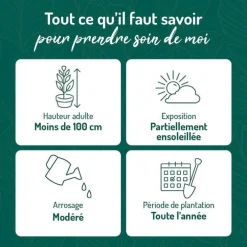 Nandina Gulfstream pot 3 L