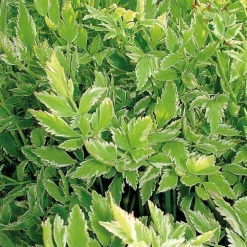 Œnanthe flamingo godet 9x9 cm