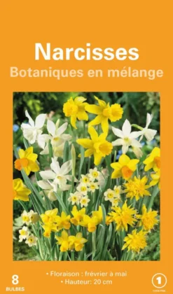 Narcisse en mélange botanic® - 8 bulbes