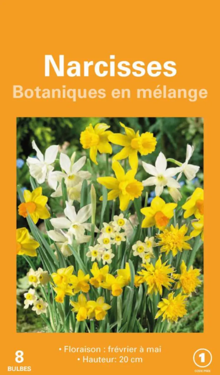 Narcisse en mélange botanic® - 8 bulbes