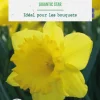 Narcisse gigantic star botanic® - 8 bulbes