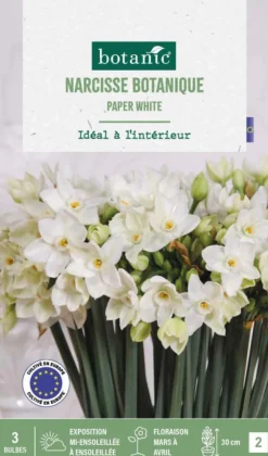 Narcisse intérieur Paper coloris blanc - 3 bulbes