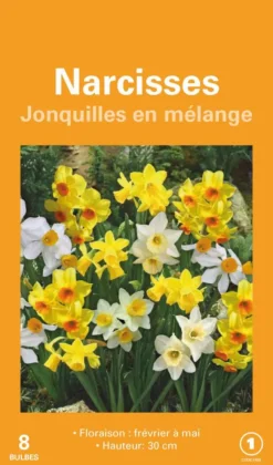 Narcisse jonquille en mélange botanic® - 8 bulbes