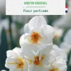 Narcisse pluriflore winston churchill botanic® - 9 bulbes