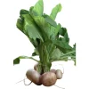 Navet bio de France en botte d'environ 350g - Prix à la pièce